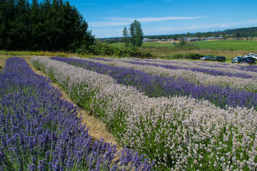 Fototapeta na wymiar Lavender Field with Purple and White Flowers