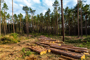 ein Teil eines Nadelwaldes wird abgeholzt