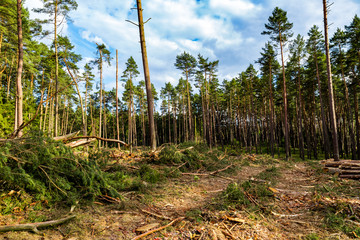 ein Teil eines Nadelwaldes wird abgeholzt