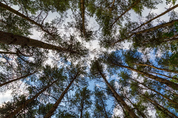 in einem Wald nach oben zum Himmel blicken
