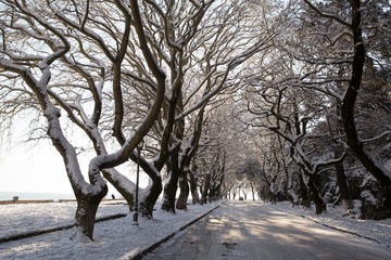 snow ice winter season trees road in Ioannina city Greece