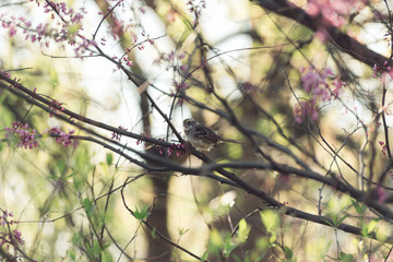 bird on a redbird branch in Spring