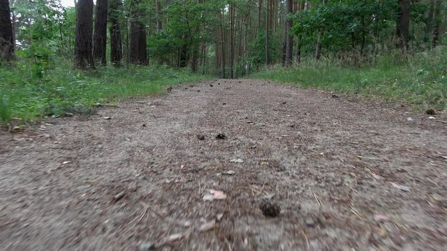 walking through the woods, the camera near the ground, like a dog