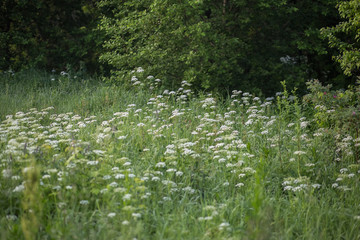 summer field with white flowers