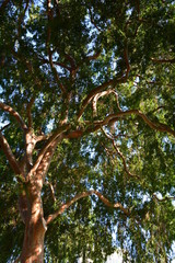 Lush tree top seen from below