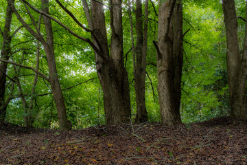 Green Wood