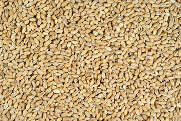 background, texture - pearl barley groats