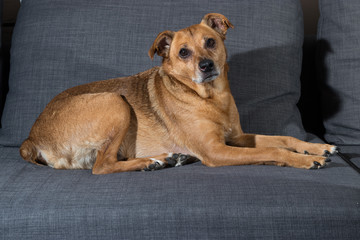 Portrait eines süßen Hundemischling