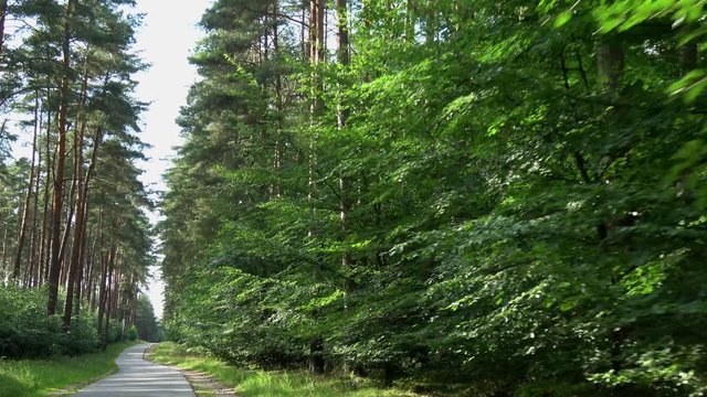 langsam durch einen Wald fahren