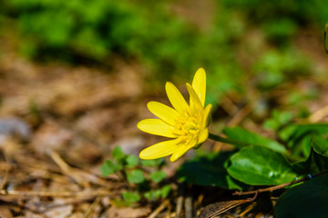 Yellow buttercup in a forest on early spring