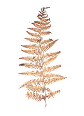 Flat Dry Fern Branch Isolated on White Background