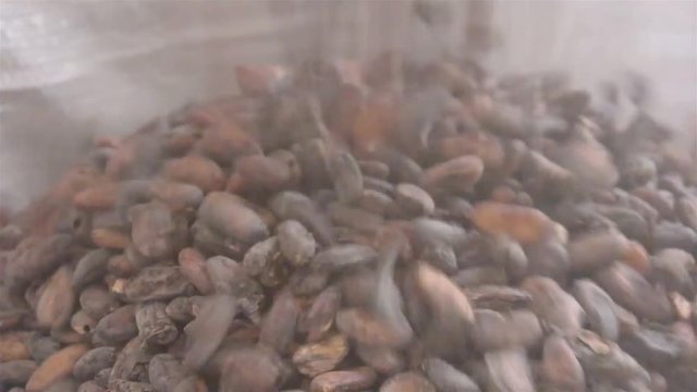 Closeup Of Cacao Beans Falling 