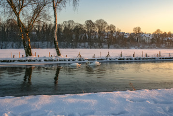 Schwanenpaar schwimmen auf einem Fluss in einer herrlichen Winterlandschaft. Viel Schnee schöne Bäume