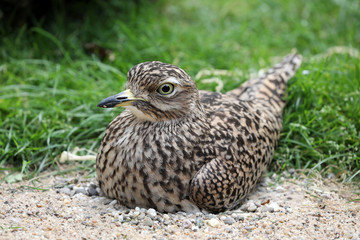 Fototapeta premium Ruffed grouse bird sitting on nest in sand and stones