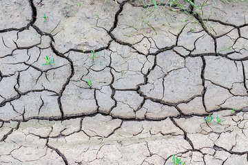 A dry land with cracks. Through the cracks sprouted green plants