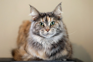 tabby domestic long-haired cat resting at home