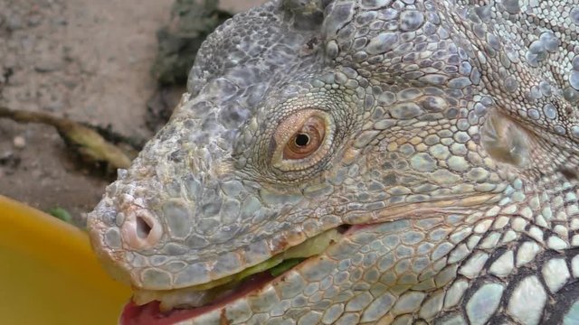 Extreme close up of head and mouth of iguana lizard eating vegetable leaf