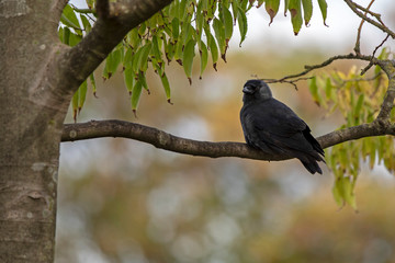 Western jackdaw on a tree branch