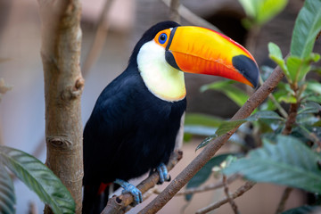Naklejka premium Toco toucan in a tree