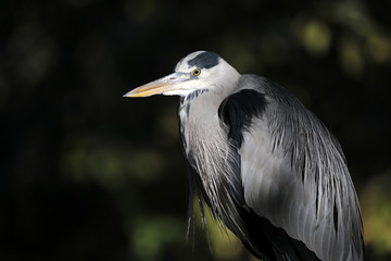 Grey heron portrait
