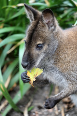 Fototapeta premium Red necked wallaby