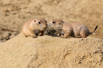 Pair of baby Prairie Dogs Kissing