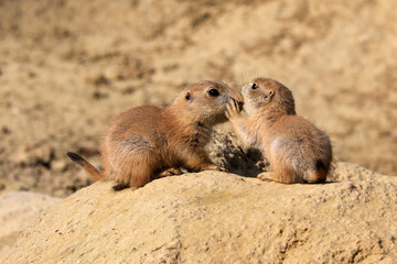 Pair of baby Prairie Dogs Kissing