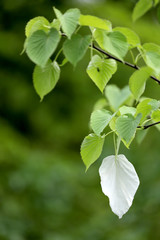 Fototapeta na wymiar Green leaves on blurry background with white petal