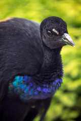 beautiful Peacock on blurred background