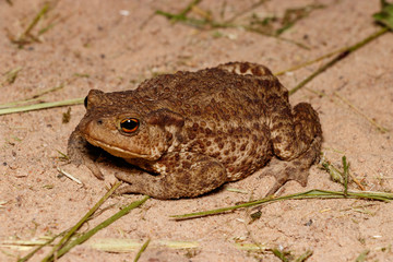 Toad in the sand