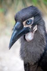 Young Southern ground hornbill close up shot