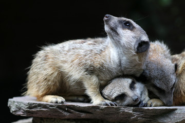 Meerkats resting on stone display in zoo park, close-up