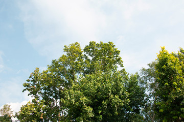 treetop and sky