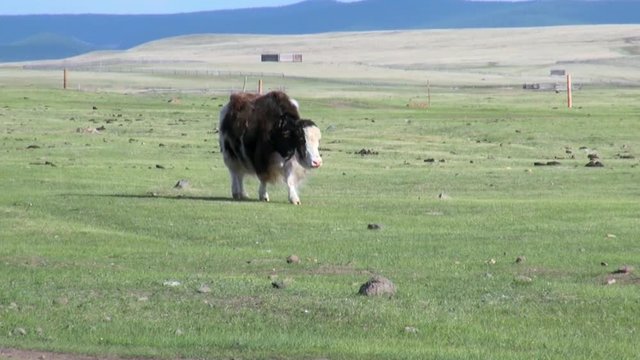 One long-haired yak cow tibetan bull sarlyk grunting ox in Mongolia.