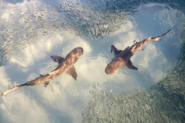 Obraz na płótnie Canvas Pair of reef sharks feeding in shallow water