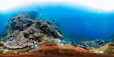 Fototapeta na wymiar 360 of healthy reef in Indonesia