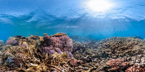 A huge variety of healthy coral in the GBR