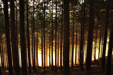 Obraz premium 杉林の外側の朝焼け