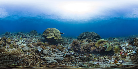 A healthy croal reef in the Philippines