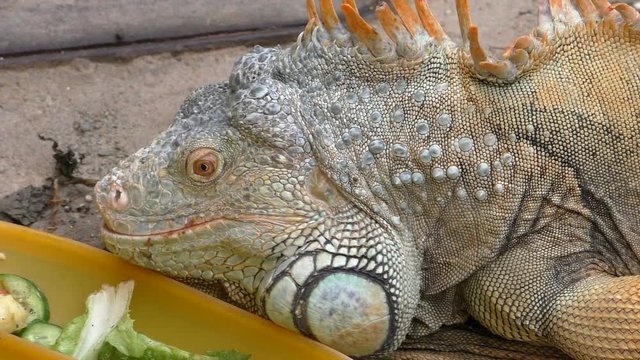 Close up of pet iguana lizard eating vegetables from tray