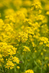 Fototapeta premium 菜の花・満開