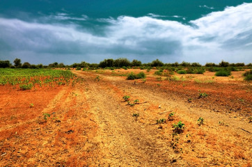 Red field landscape with clay soil and plants.