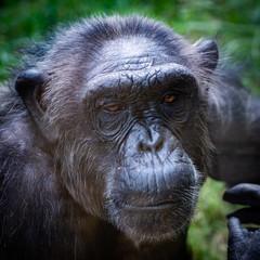 Portrait d'un chimpanzé