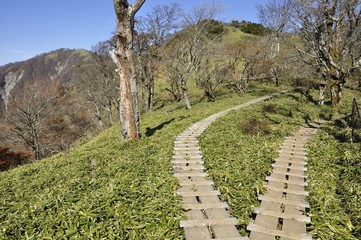 Obraz premium 秋の丹沢主脈の縦走路