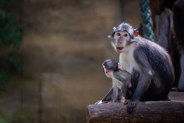 Maman singe mangabey et son bébé