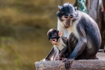 Maman singe mangabey et son bébé