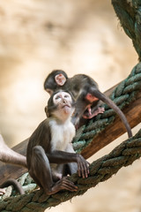 Singe mangabey