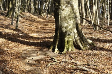 長尾尾根 午後の山道