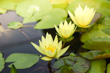 yellow waterlily or lotus flower blooming on pond