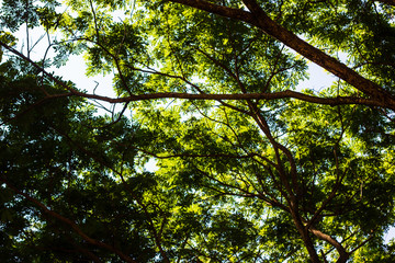 green trees background in forest